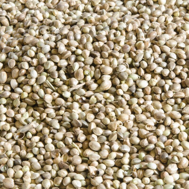 Konopné semínko na kaprařinu sušené 20 kg