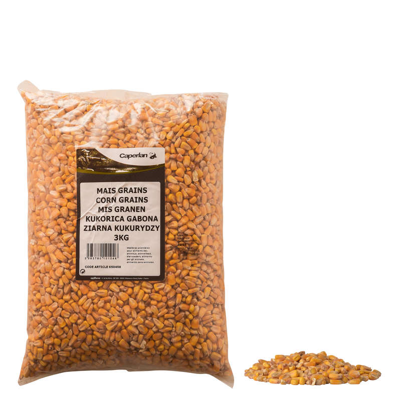 maize carp fishing