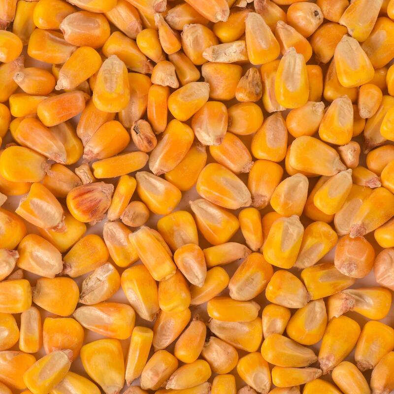 Gedroogde maïs voor karper 5 kg