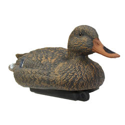 Forme chasse colvert femelle