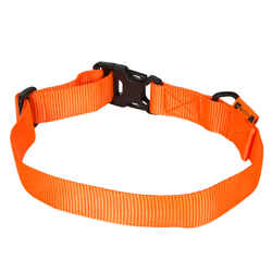 dog collar orange100