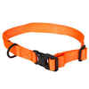 100 dog collar orange