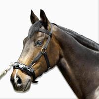 Schooling Horse Riding Cavesson for Horse - Black