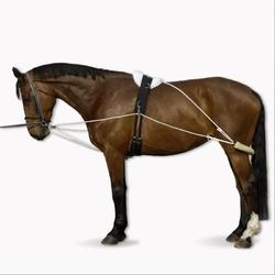 Enrênement polyvalent équitation cheval blanc