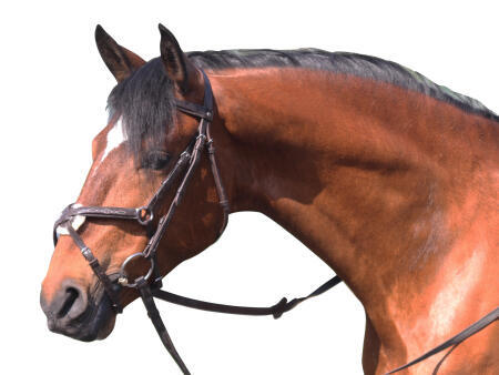 Equitation