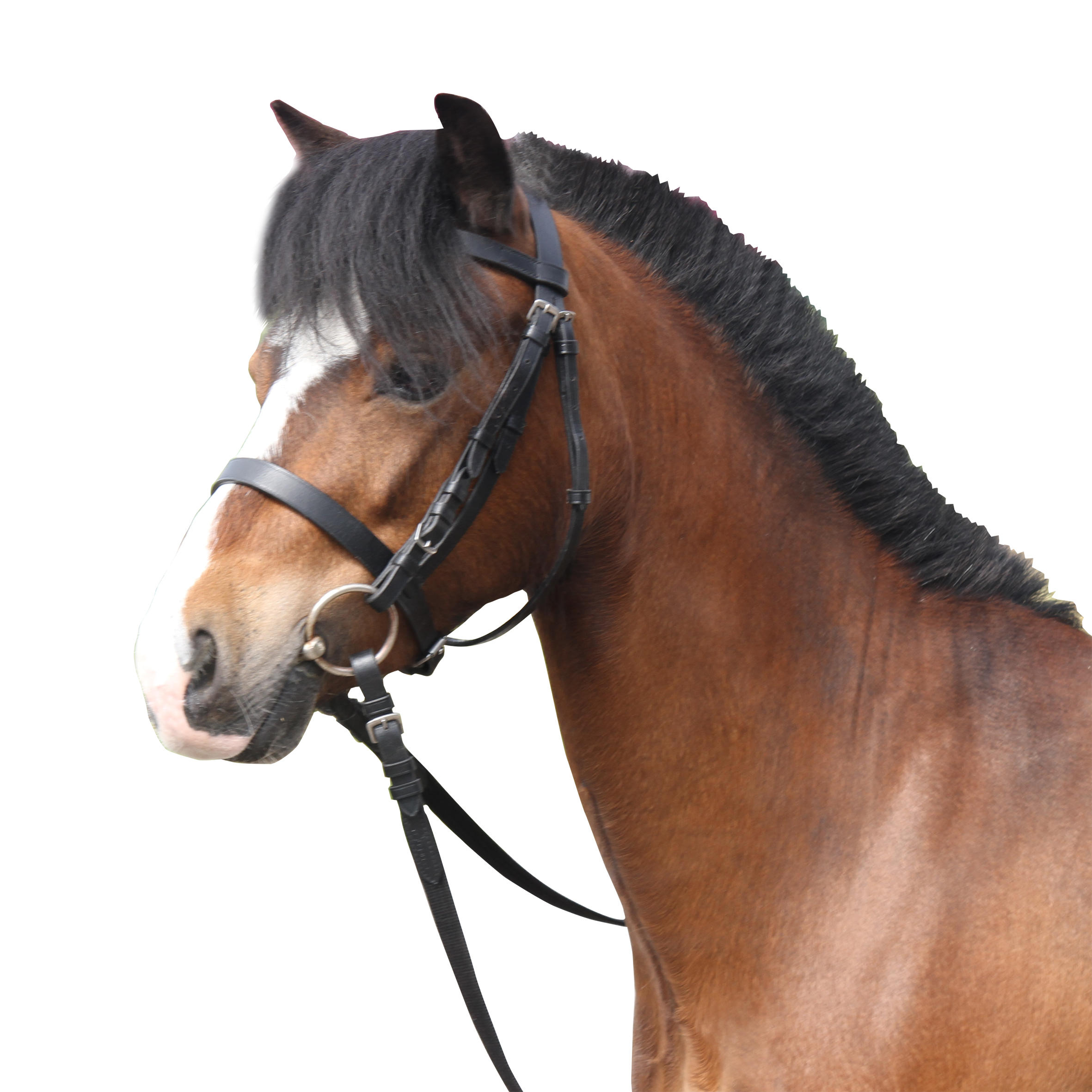 Bride et rênes d'équitation en cuir muserolle française pour cheval et poney - 100 noir - FOUGANZA