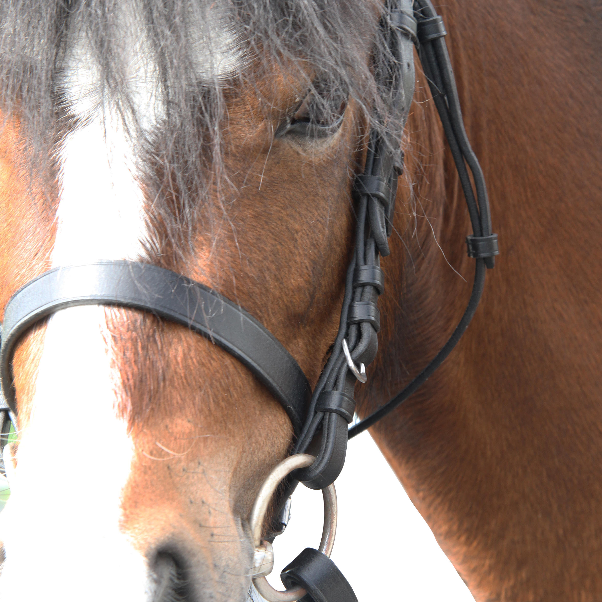 Bride et rênes d'équitation en cuir muserolle française pour cheval et poney - 100 noir - FOUGANZA