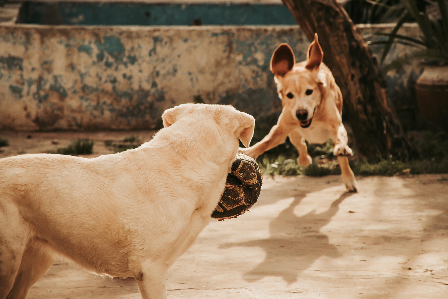 Comment preparer l arrivee d un chien a la maison 