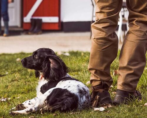 Comment preparer l arrivee d un chien a la maison ?