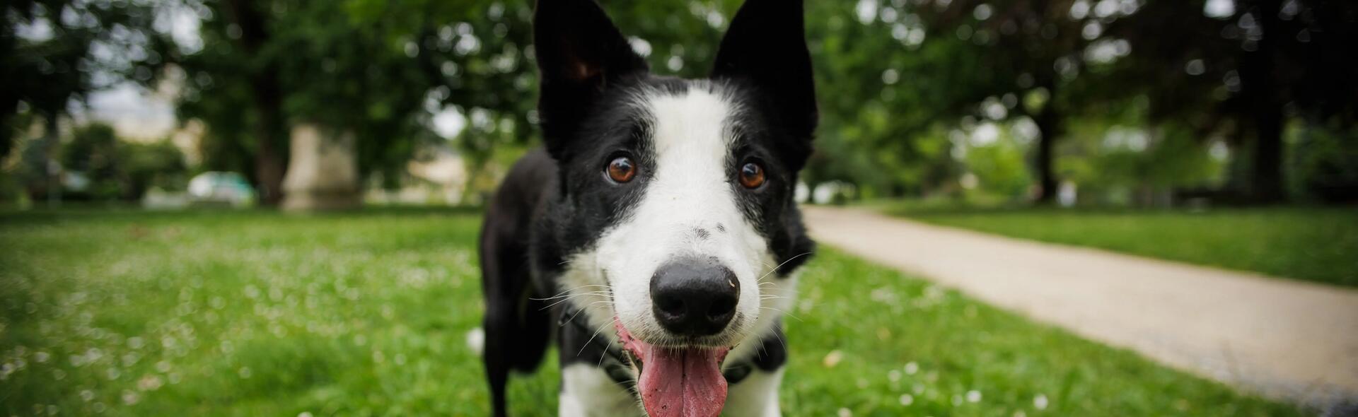 Parvenir à canaliser l’énergie de votre chien : est-ce indispensable ?