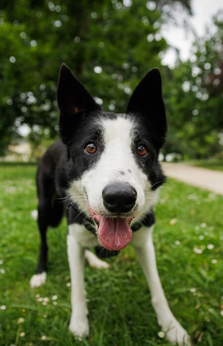 Un article qui indique s'il faut canaliser l'énergie de son chien ou pas