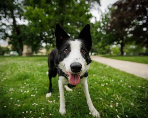 Parvenir à canaliser l’énergie de votre chien : est-ce indispensable ?