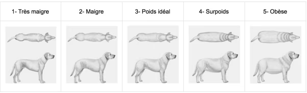 Definir le poids de forme de son chien
