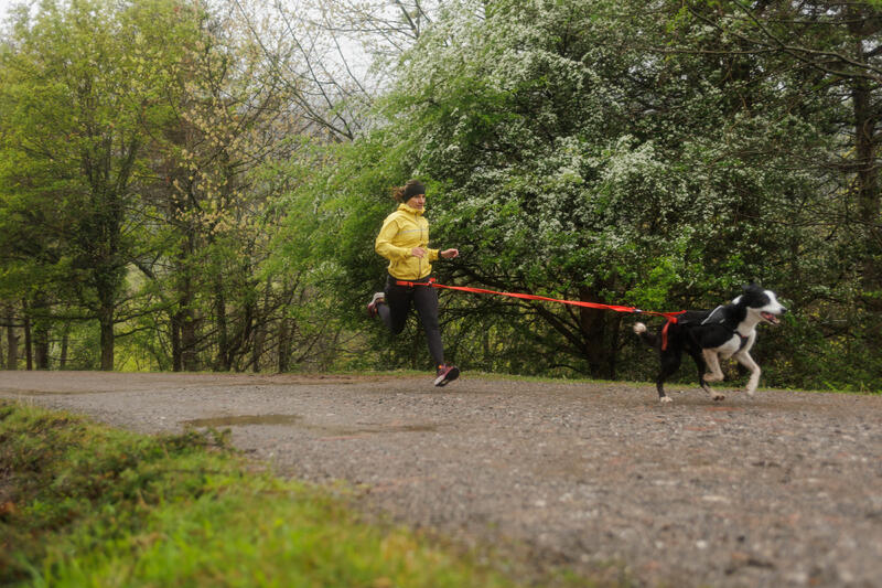 Troquez la simple promenade de votre chien contre la cani-rando !