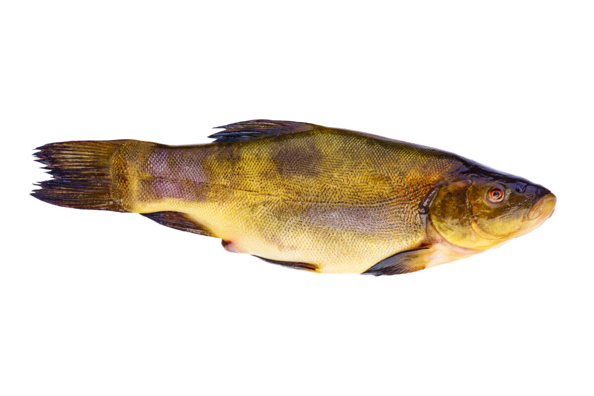 Ryba