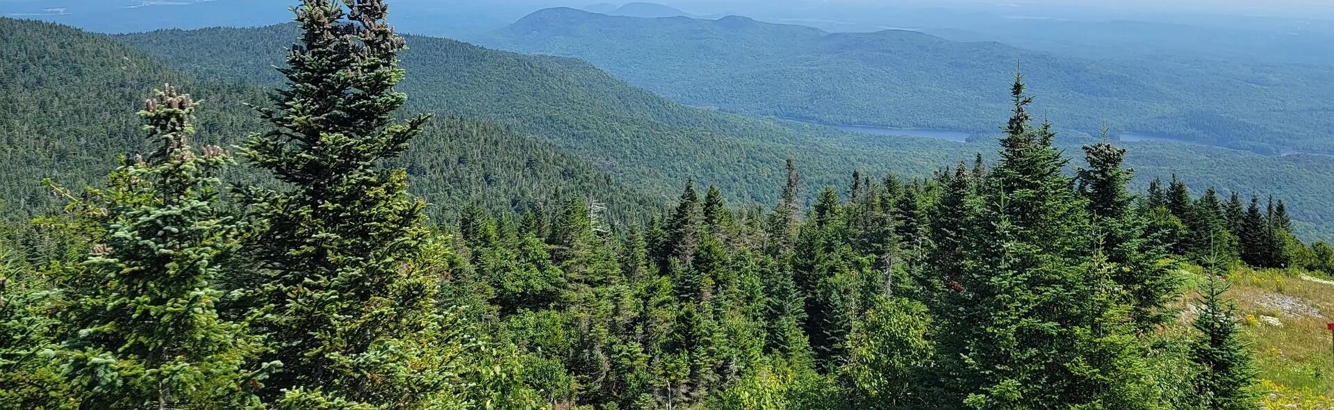 landscape of green forest
