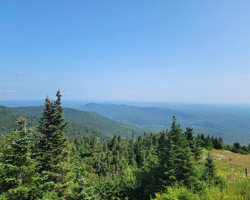 landscape of green forest