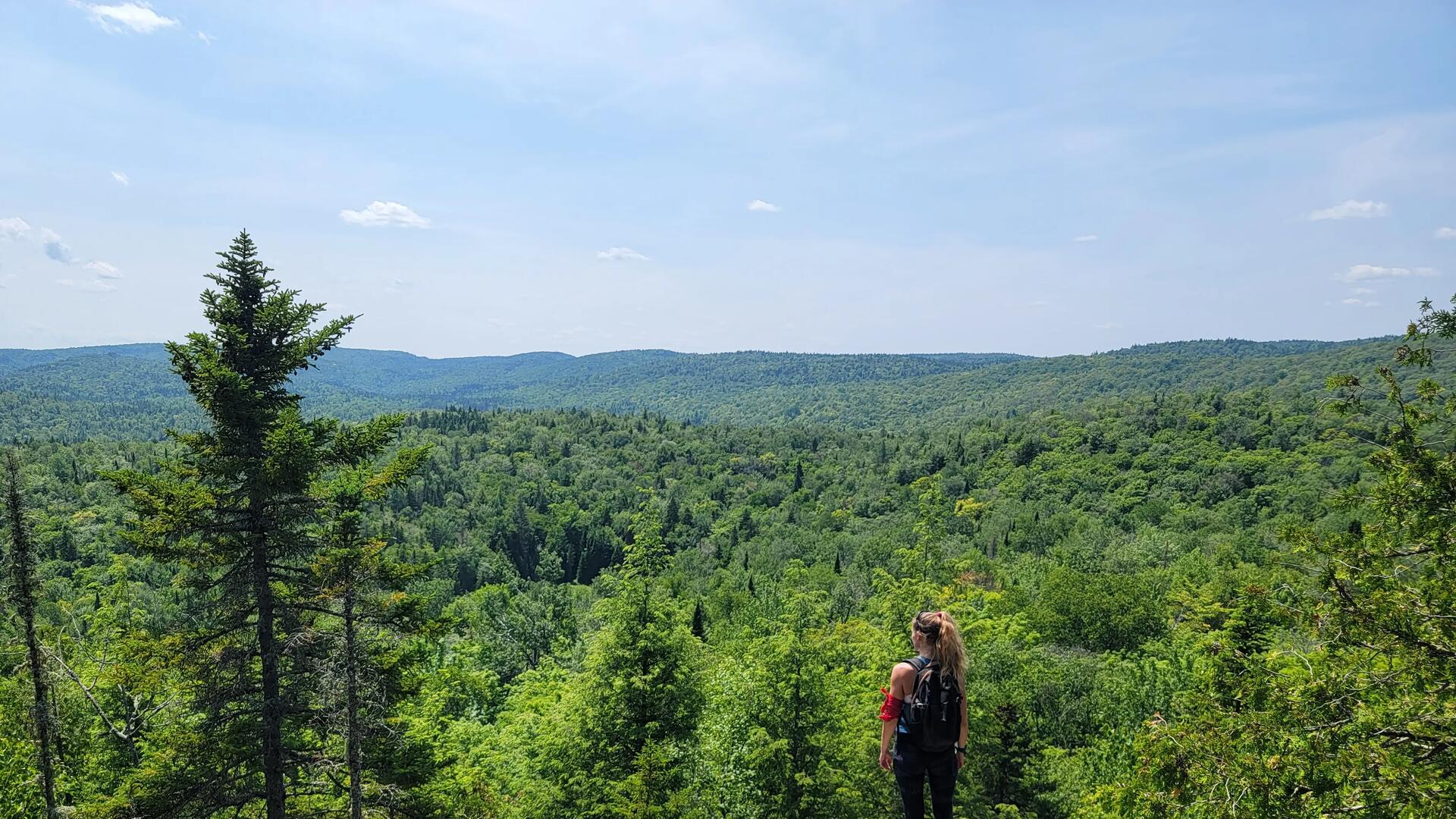 overview of a green forest 