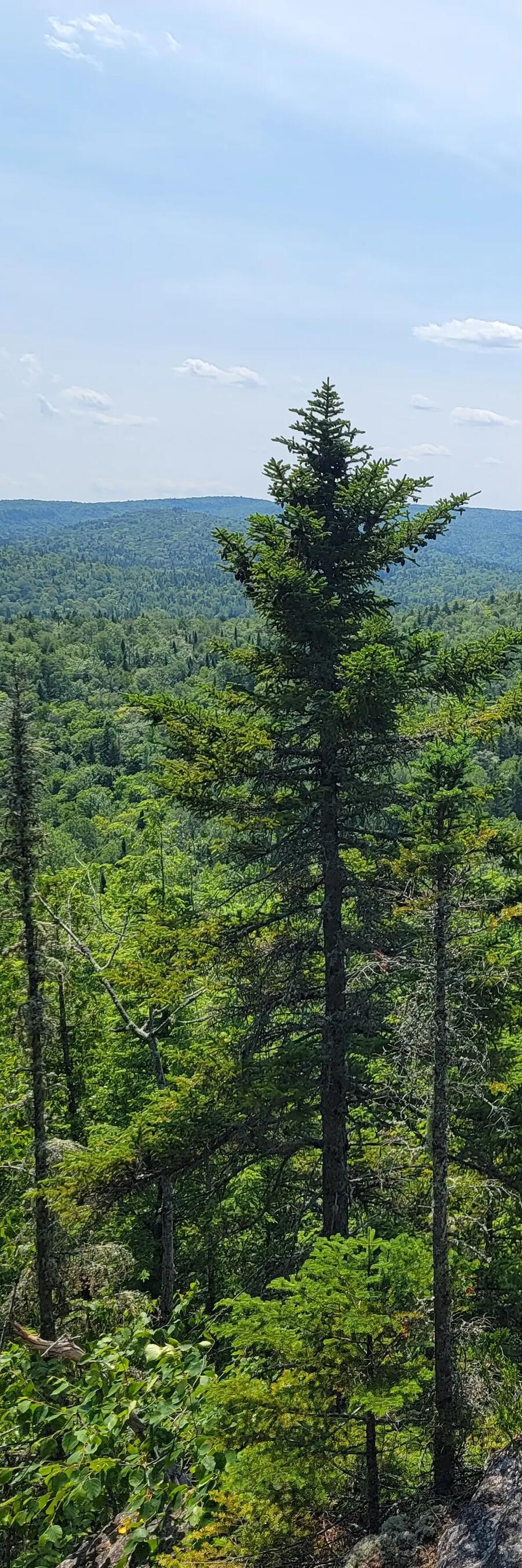 a close up of some forest trees