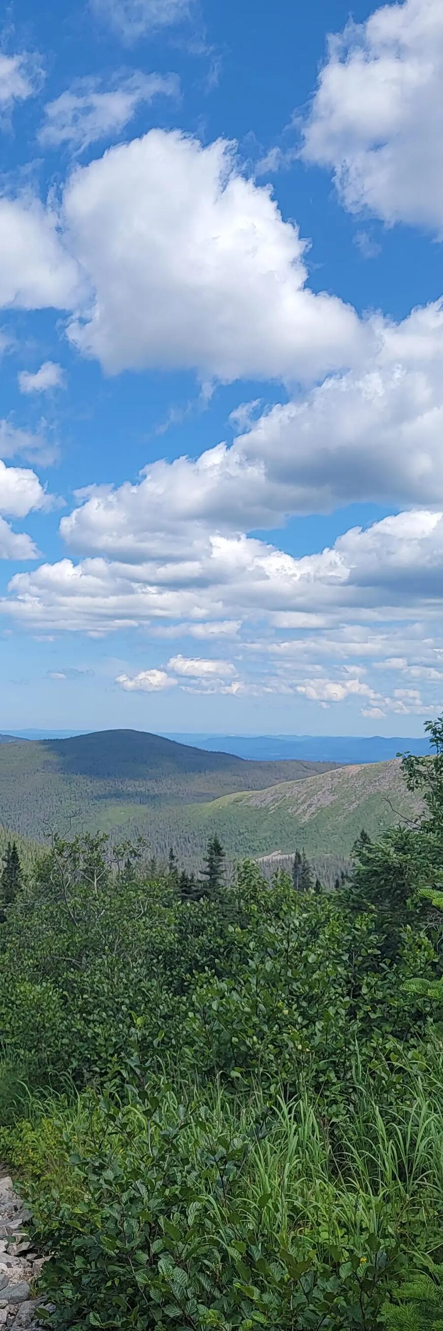 a landscape of forestry against a cloudy blue sky 