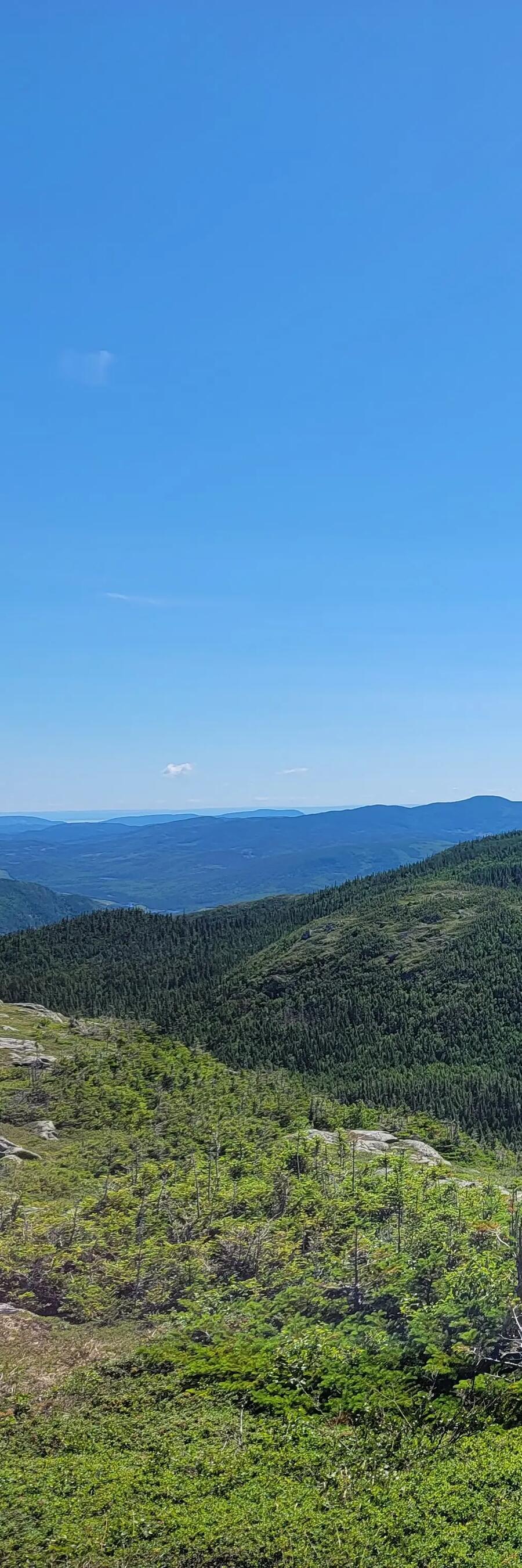landscape of hilly forest trees