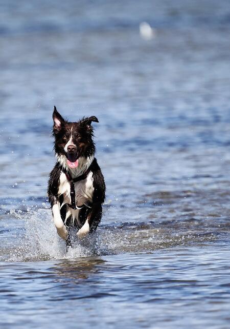Un article qui explique comment éviter le coup de chaud chez le chien