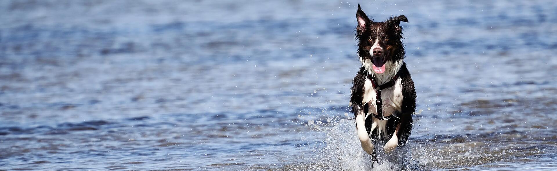 Comment éviter un coup de chaud chez le chien ?