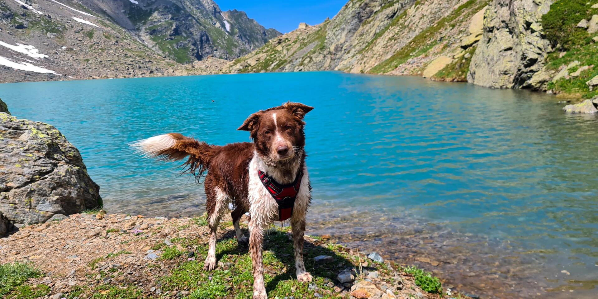 Massif de Belledonne - Randonnée avec son chien