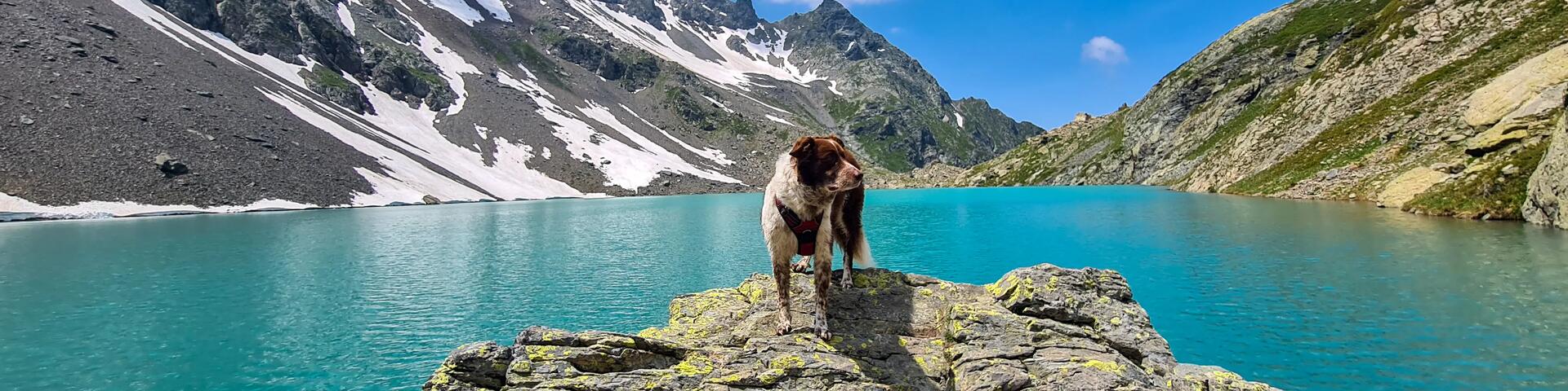 Massif de Belledonne - Randonnée avec son chien