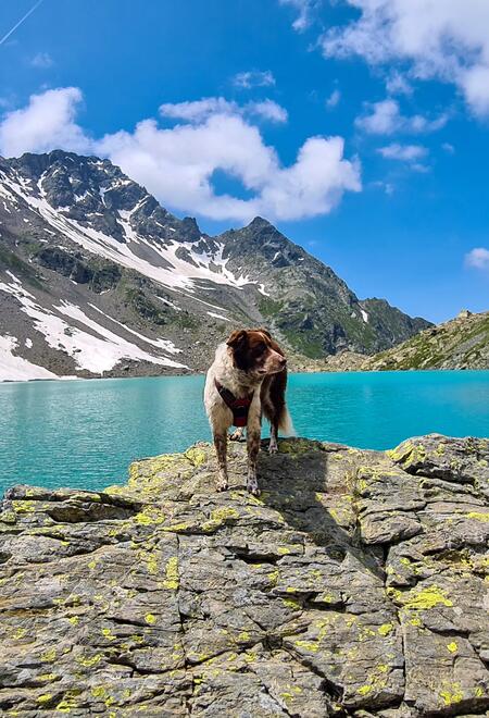 Un témoignage qui raconte le treck de Mélanie avec son chien en montagne