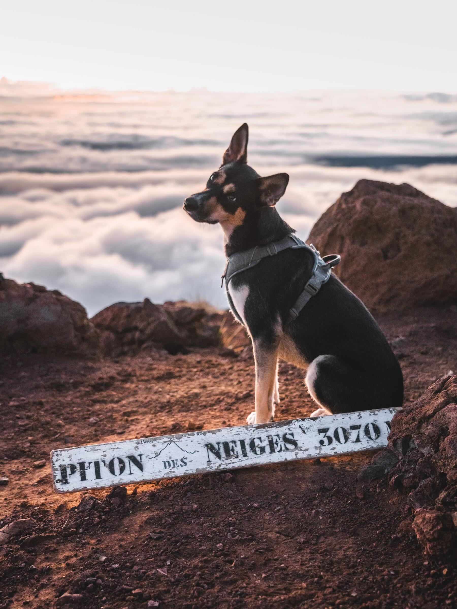 Vacances avec son chien, destination l’Île de la Réunion