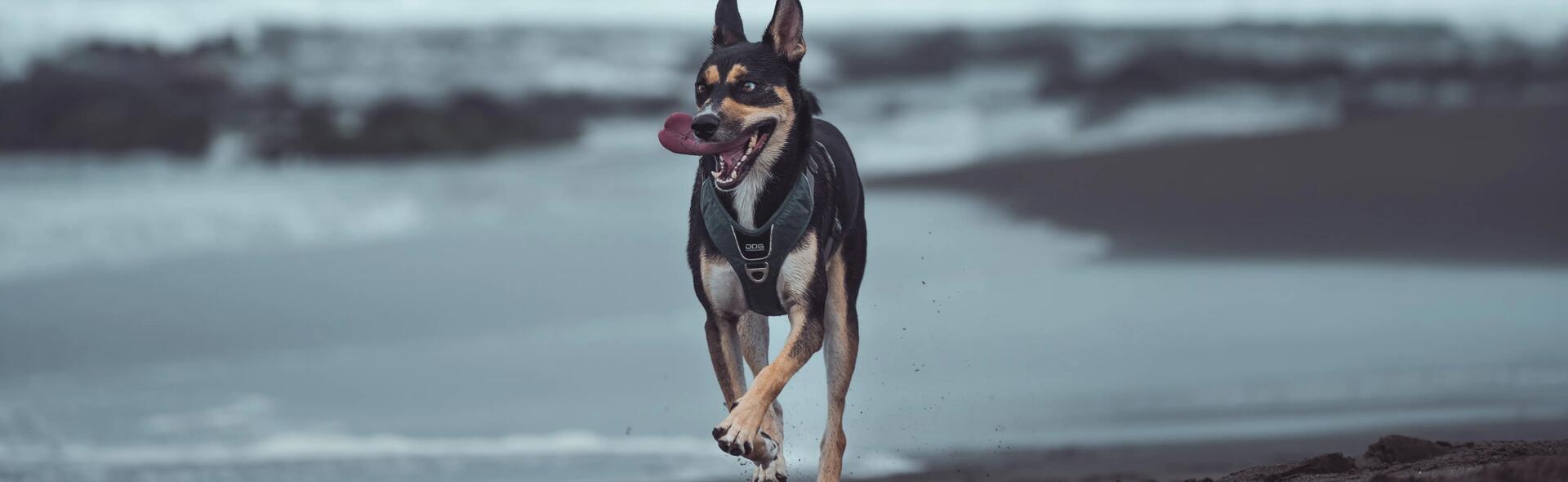 Vacances avec son chien, destination l’Île de la Réunion