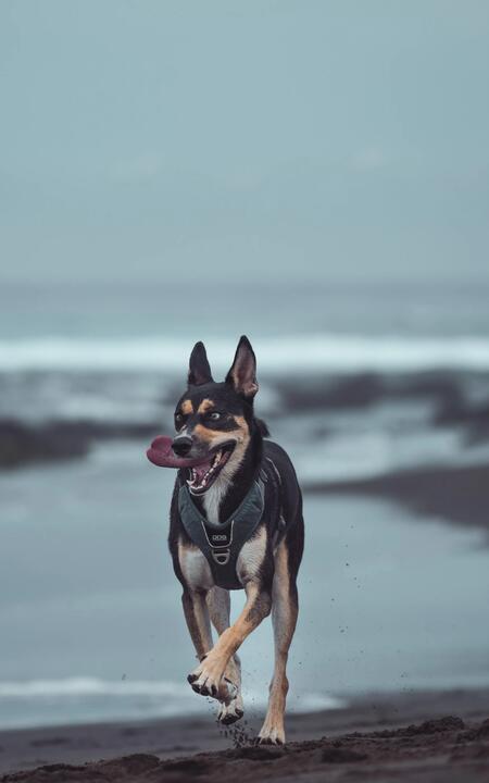 Témoignage de Alicia sur ses vacances passées à La Réunion avec son chien