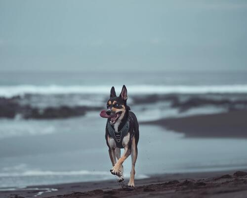 Vacances avec son chien, destination l’Île de la Réunion
