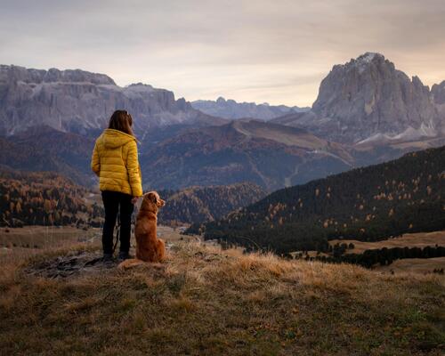 La randonnée avec son chien : comment commencer la canirando ?