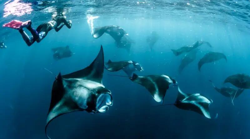 Snorkeling in Komodo Island