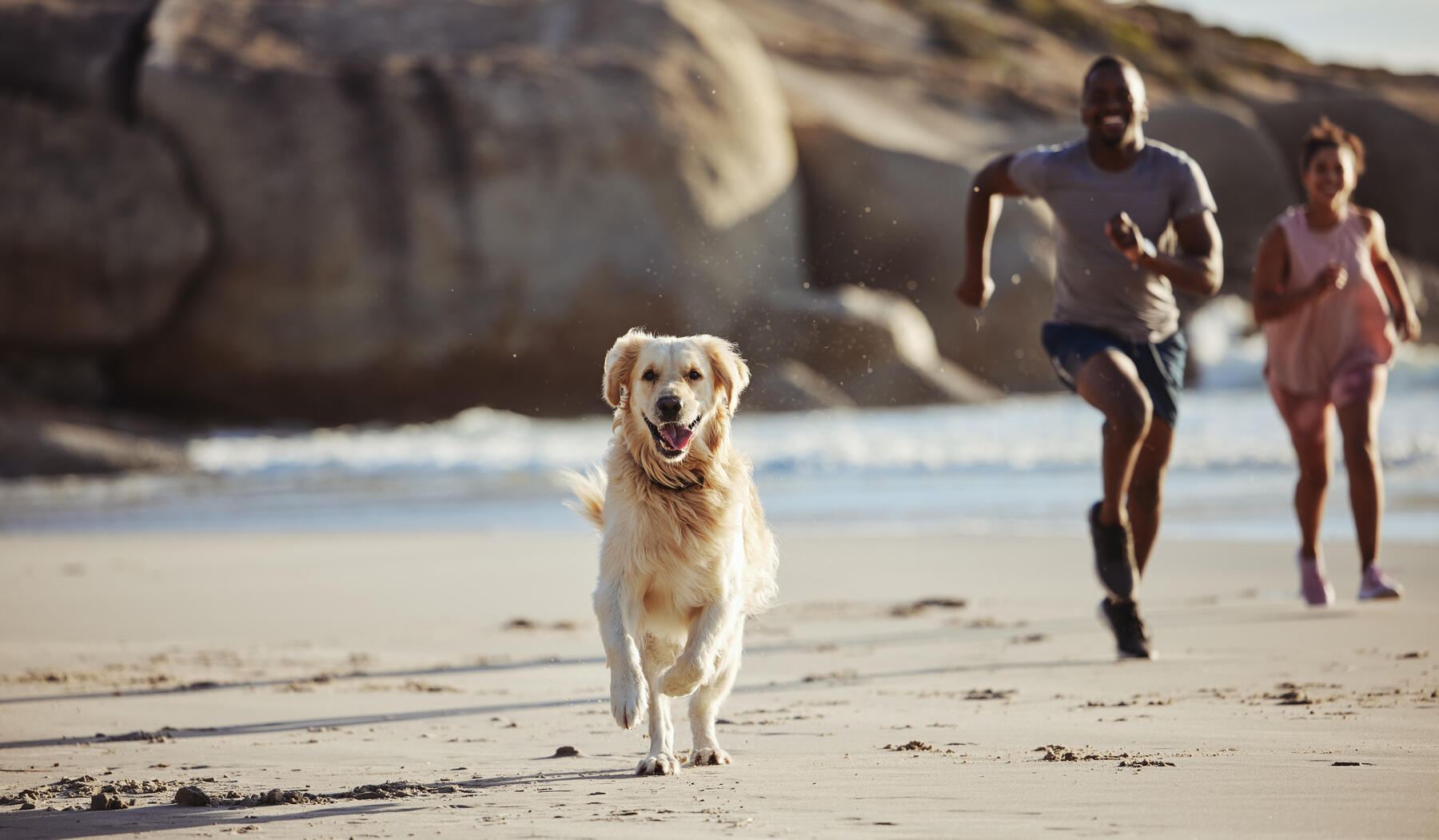 Faire du sport avec son chien l ete ou lorsqu il fait chaud