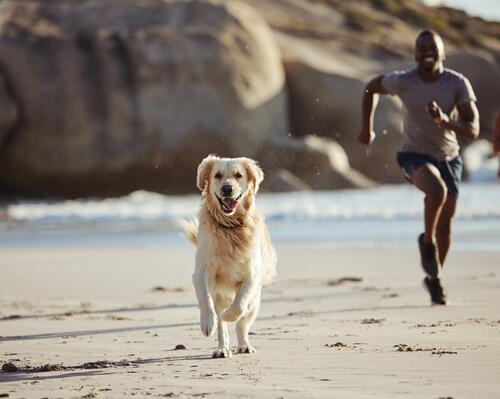 Faire du sport avec son chien : quelles précautions prendre ?