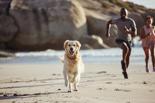 homme qui court sur la plage avec son chien