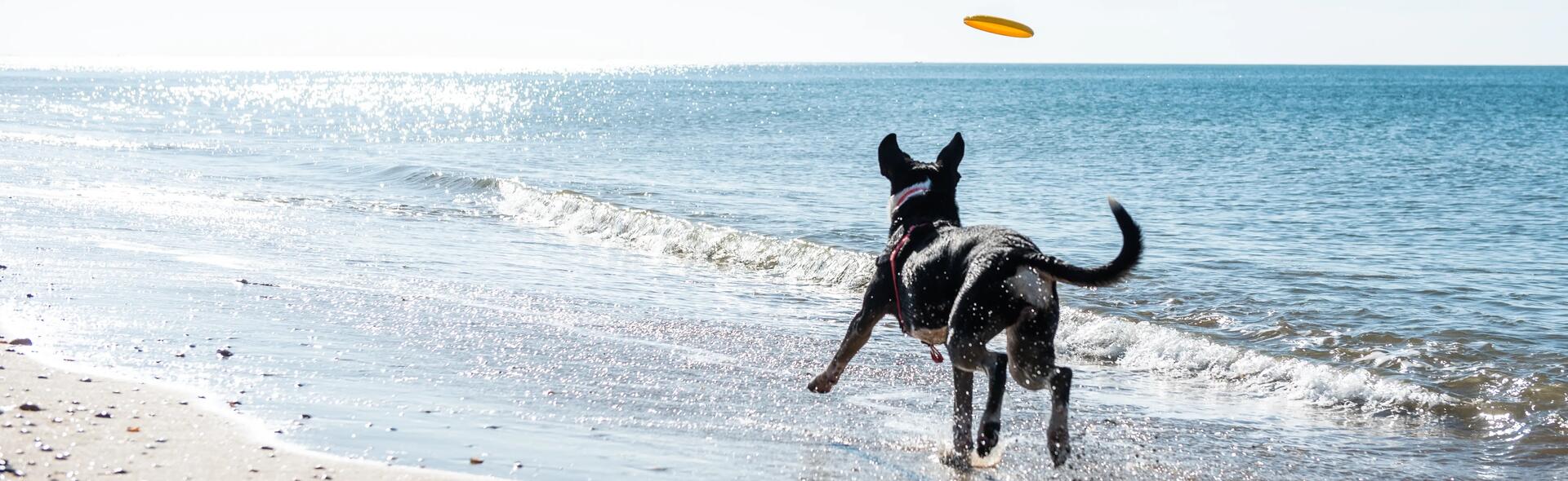 Faire du sport avec son chien l ete ou lorsqu il fait chaud.