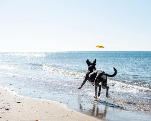 Faire du sport avec son chien l ete ou lorsqu il fait chaud.