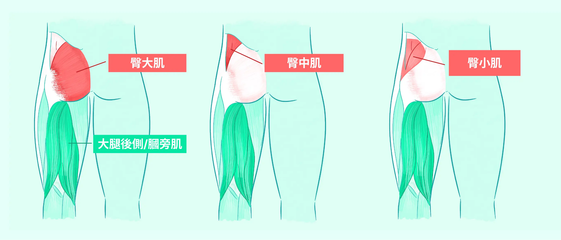 臀推肌肉臀部四頭肌