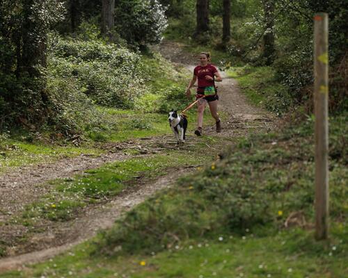 Preparer ma premiere course de canicross