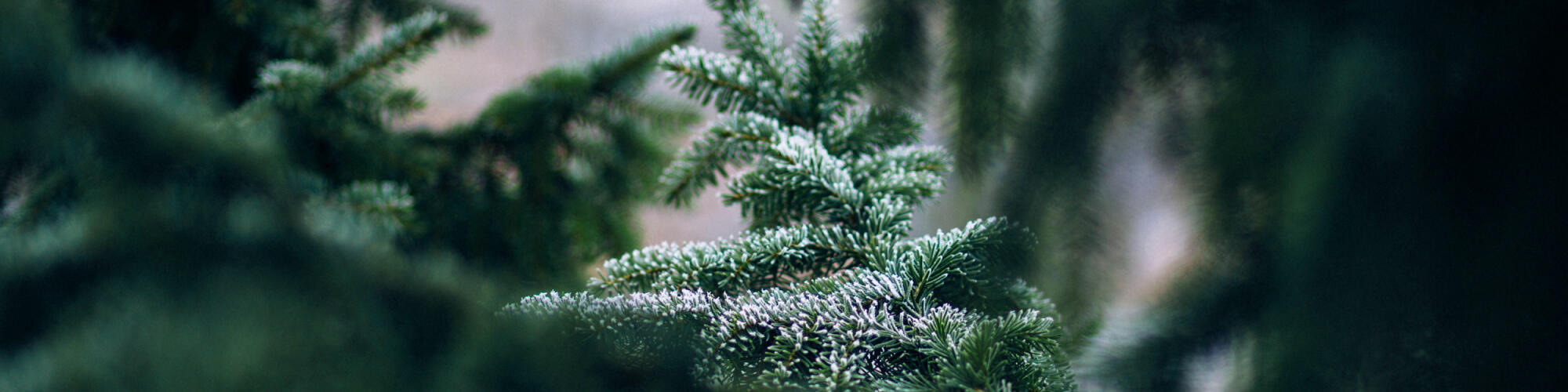 christmas gift ideas
