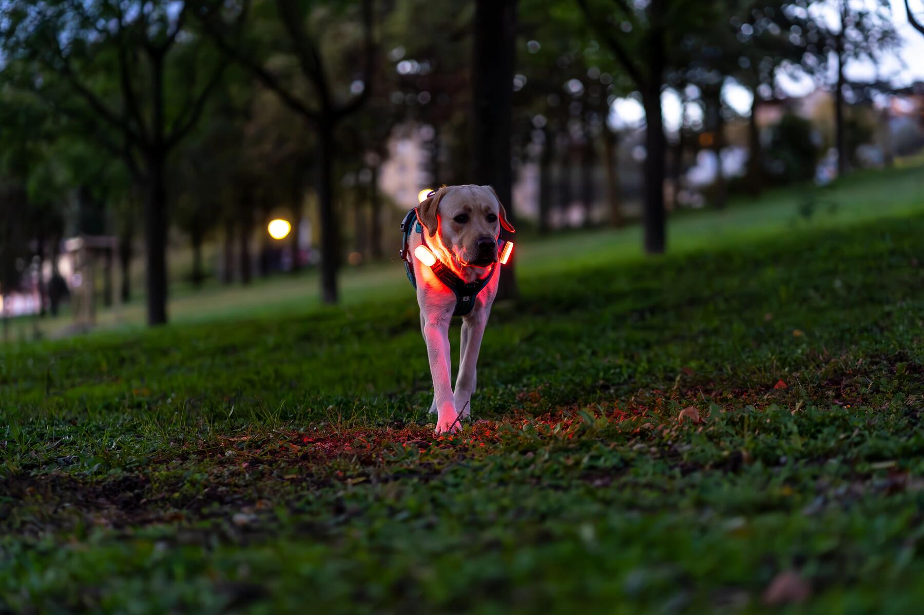 sport canin hiver