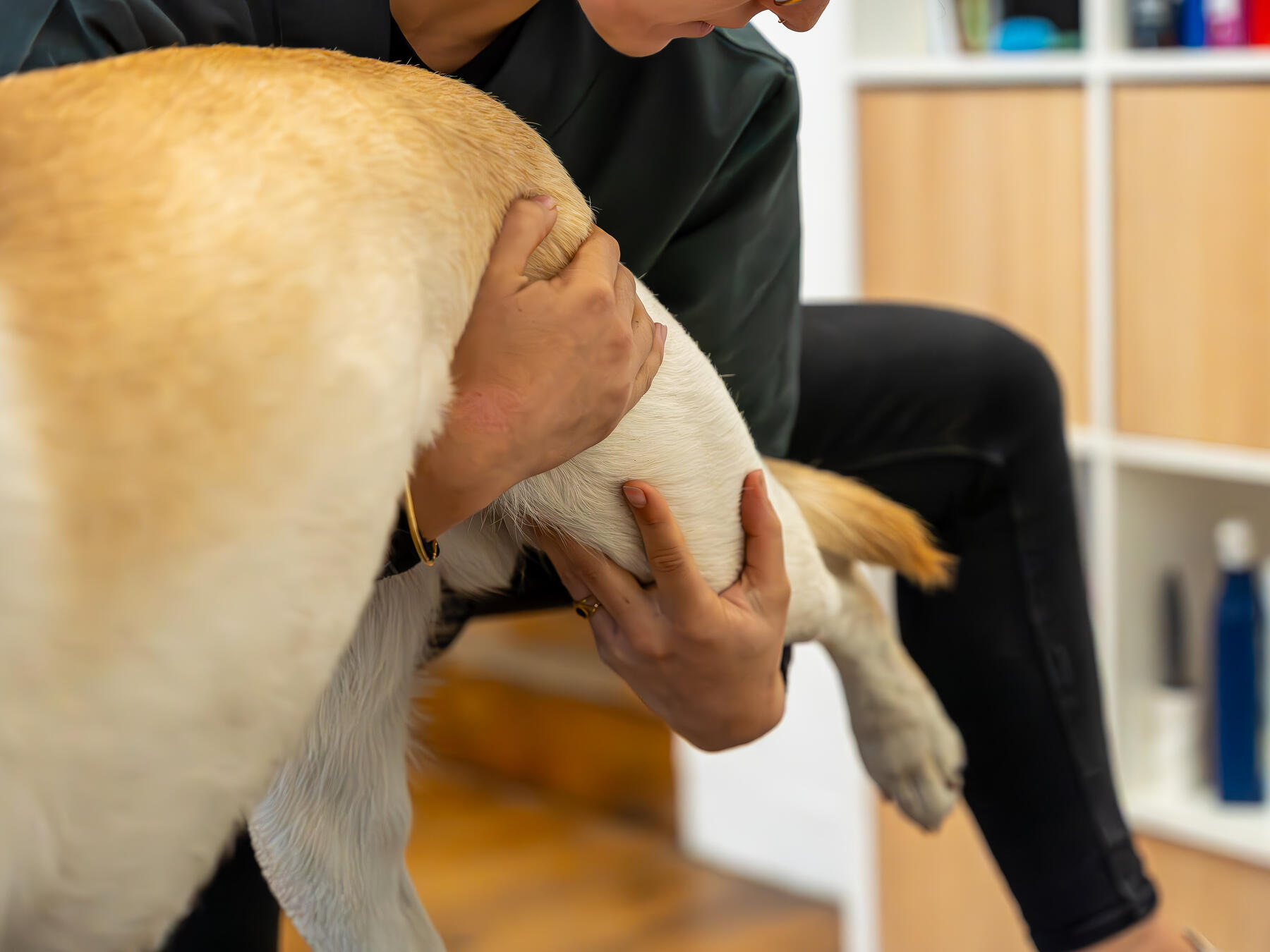 Qu'est ce que l'ostéopathie pour chien ?