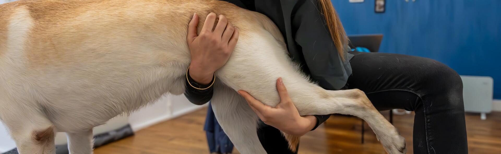 Qu'est ce que l'ostéopathie pour chien ?