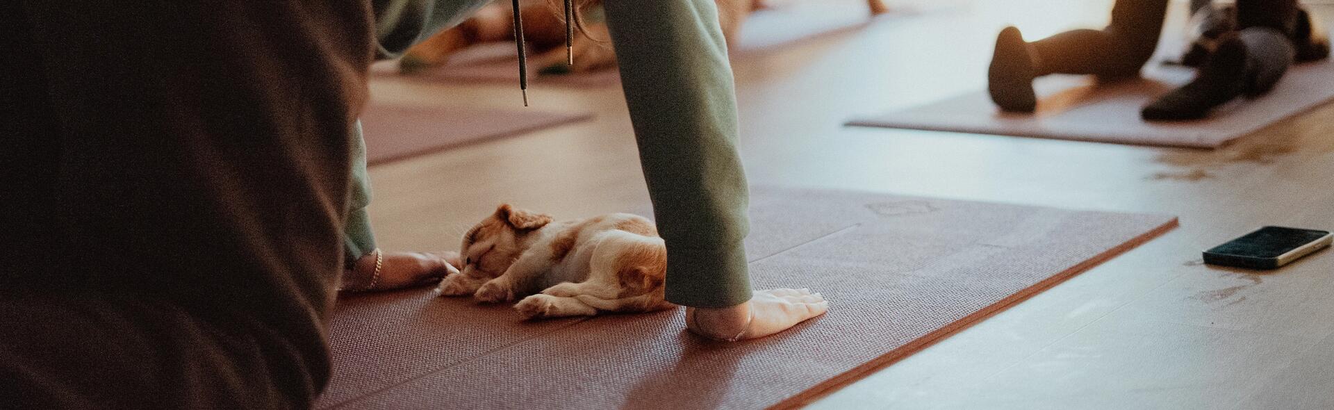 À la découverte du Puppy yoga