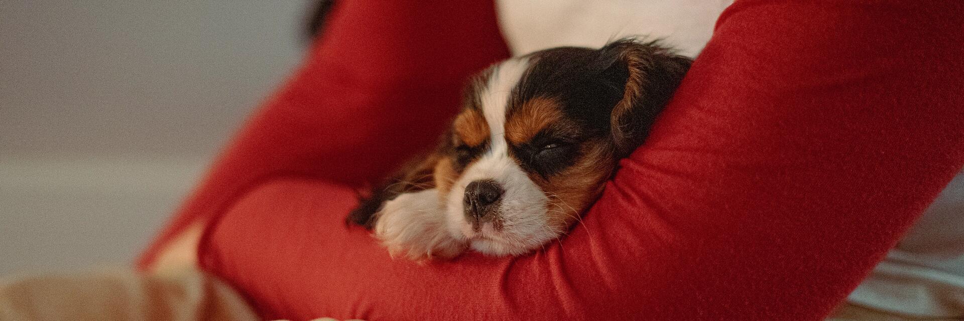 Kobieta trzymająca szczeniaczka na rękach ćwicząca puppy yogę