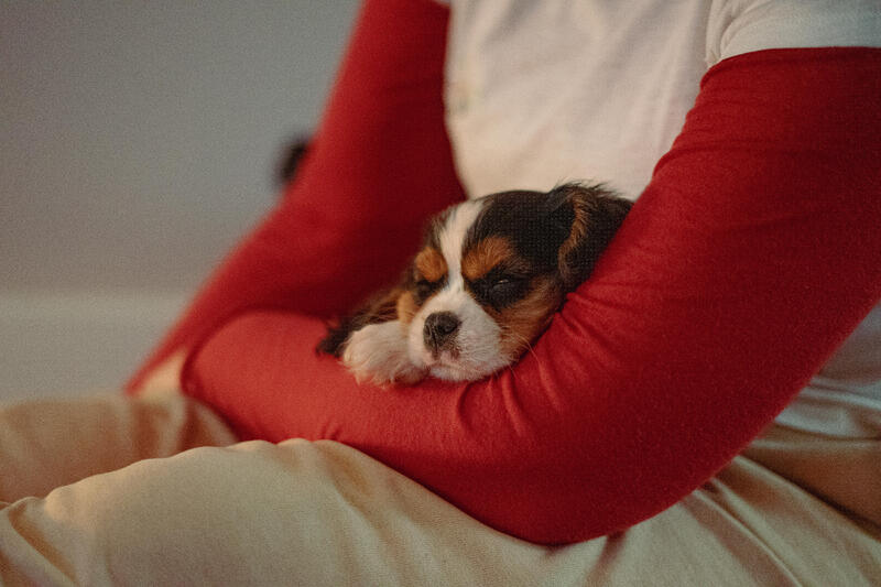 Puppy Yoga to nowy trend – poznaj jogę ze szczeniakami